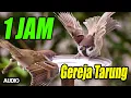 Download Lagu MASTERAN GEREJA TARUNG GREJA NYERET PANJANG