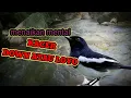 Download Lagu menaikan mental Kacer down atau loyo, masteran kacer malas bunyi auto nyaut
