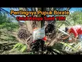 Lagu Manfaat Pupuk Borate Pada Sawit TBM Usia 2 Tahun