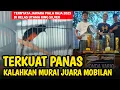 Download Lagu TerKuat ‼️ Jawara Kelas Utama, Ternyara Jawara Piala Raja 2025 Kelas Utama ‼️ Murai Batu RG