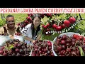 Download Lagu PERDANA PANEN CHERRY MANIS JUMBO TIGA JENIS| SIAPA PEMENANGNYA GUYS? 😂😂🍒🍒🍒