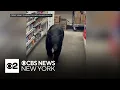 Black bear bites woman inside New Jersey Dollar General store
