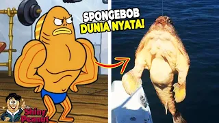 aslinya beneran kekar inilah karakter film spongebob di dunia nyata