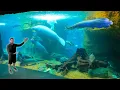 Dallas World Aquarium Complete Tour Dallas Aquarium Highlights