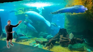 Dallas World Aquarium Complete Tour Dallas Aquarium Highlights