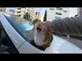 Istanbul’s Street Cats Are So Talkative