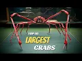Top 10 Largest Crabs In The World