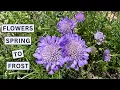 Scabiosa Butterfly Blue Guide Flowers From Spring to Frost