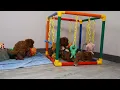 Blue Diamond Precious F1 Cavapoo Litter