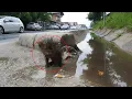 Download Lagu Abandoned kitten left in the rain, attacked by crows, now fighting through heartbreaking pain!