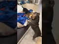 Miss Peaches And Pete The Beagle Spent Their Morning Rough Housing