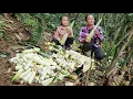 Lagu Harvesting wild bamboo shoots, peeling them to sell, cooking with Daughter | Tương Thị Mai