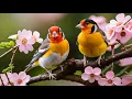 Download Lagu Música tierna, calma el sistema nervioso - música terapéutica para el corazón y los vasos sanguíneos
