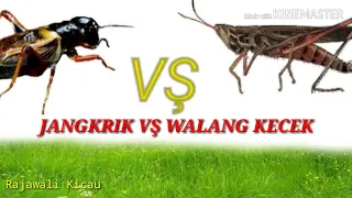 Download Kompilasi Masteran Walang Kecek Vs Jangkrik MP3