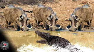 حقائق مثيرة للدهشة عن الخنزير البري   دندنها