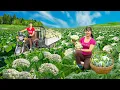 Download Lagu Rewind Timelapse: Use 3-Wheeled Truck to Harvest Cauliflower Goes to Market Sell | Phương Farm TV