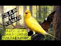 🔴 Cililin vs Kenari Mastering Audio MP3 Main Jeda