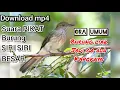 Download Lagu download suara PIKAT burung SIRI SIRI BESAR ora umum burung liar jadi gak ada kapoknya