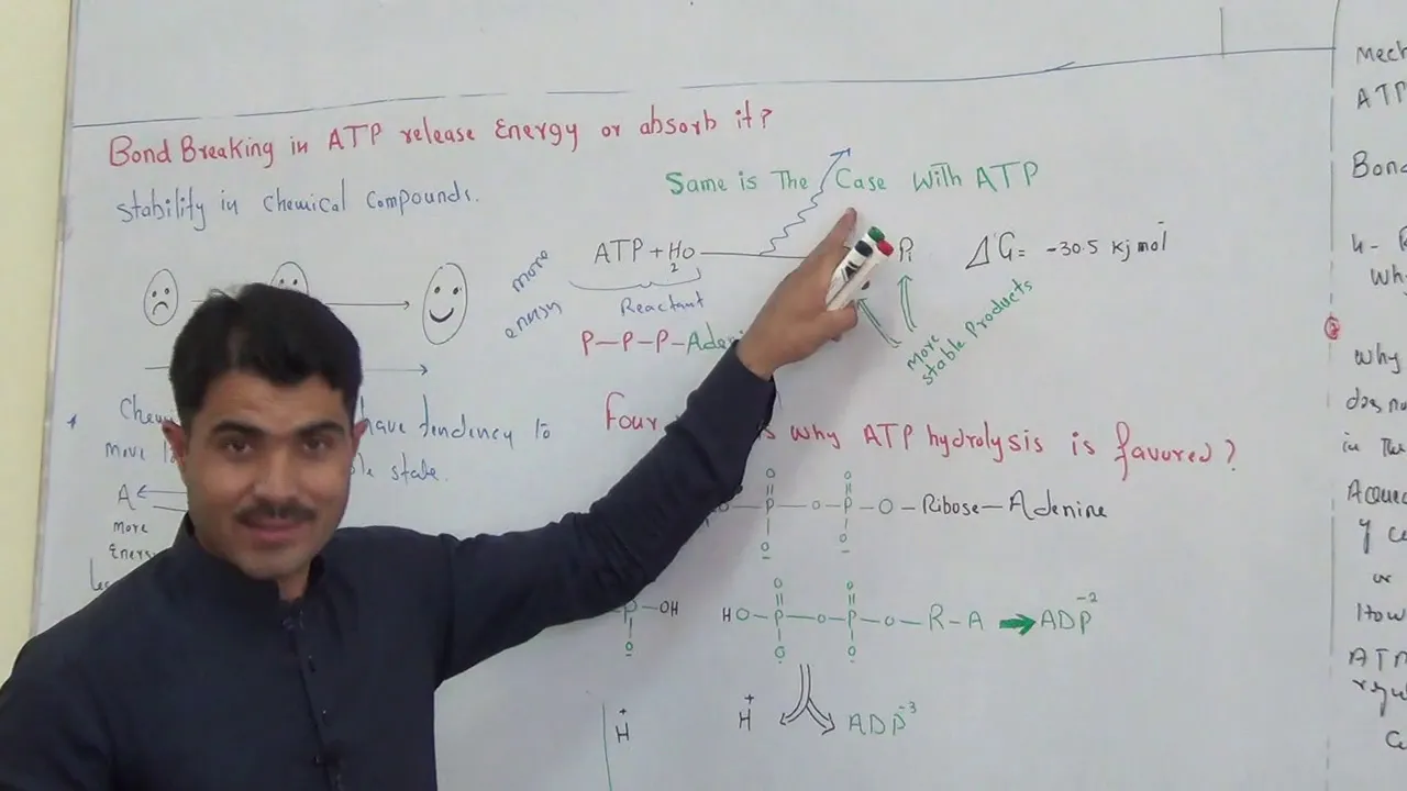 ATP hydrolysis, mechanism ,and bond breaking in ATP release or absorb energy in english by Dr HAdi