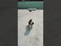 Download Lagu Cute Run #cute #shihtzu #puppies #running