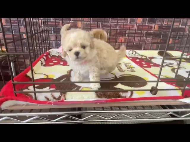 動画