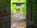 Download Lagu jebakan burung puyuh hutan bird trap,easy bird trap!!#shorts #birdtrap #easybirdtrap #burung #puyuh