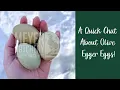 A Quick Chat About Olive Egger Eggs