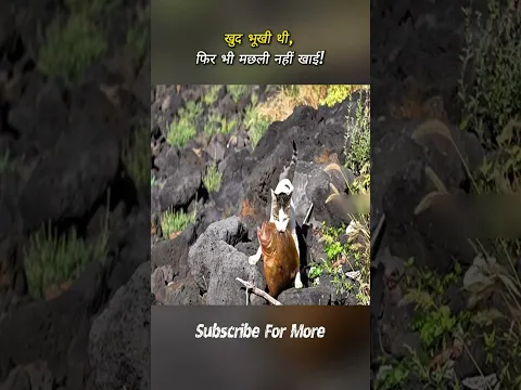भूखी बिल्ली का दिल जीत लेने वाला राज़ | #shorts