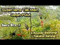 Download Lagu Asiknya Mikat Tekukur Pakai Getah Pulut Seru Bro...!