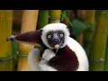 House of Pain - Jump Around - Leaping Lemurs