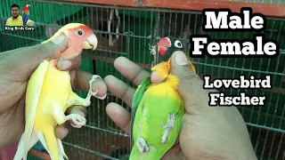 Download Love birds male female difference | Fisher male or female check | How to confirm male or female MP3