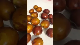 النبق العناب أو الزفزوف           دندنها