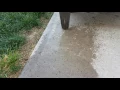 Does dish soap REALLY kill off those pesky ants