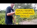 Download Lagu PIKAT BURUNG PLECI SEKALI NEMPEL PENUHI PIKAT