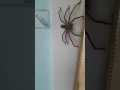Download Lagu Huntsman Spider Australia