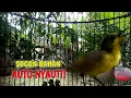 Download Lagu BUKTIKAN !! DIJAMIN SOGON BAHAN MANAPUN PASTI LANGSUNG NYAUT DAN IKUT BUNYI