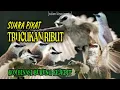 Download Lagu Suara Pikat Burung Trucukan Kombinasi Burung Kejepit Paling Ampuh Juli 2023