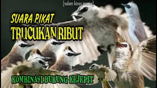 suara pikat burung trucukan kombinasi burung kejepit paling ampuh juli 2023