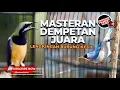 Download Lagu 🔴 Cucak Cungkok Gacor vs Rambatan Paruh Merah Bren Rapet Full Tembakan Dan Lengkingan Brucil
