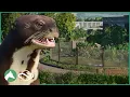 Building a New GIANT OTTER Habitat in the Elm Hill City Zoo Planet Zoo
