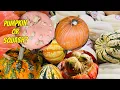 What is the difference between pumpkin and squash