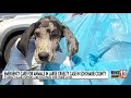 Schoharie Co shelters overwhelmed after 78 animals rescued from Carlisle home