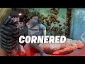 Download Lagu DEMI MORGAN!! ORANG INI AKHIRNYA MATI DI TANGANKU!! - GTA V ROLEPLAY