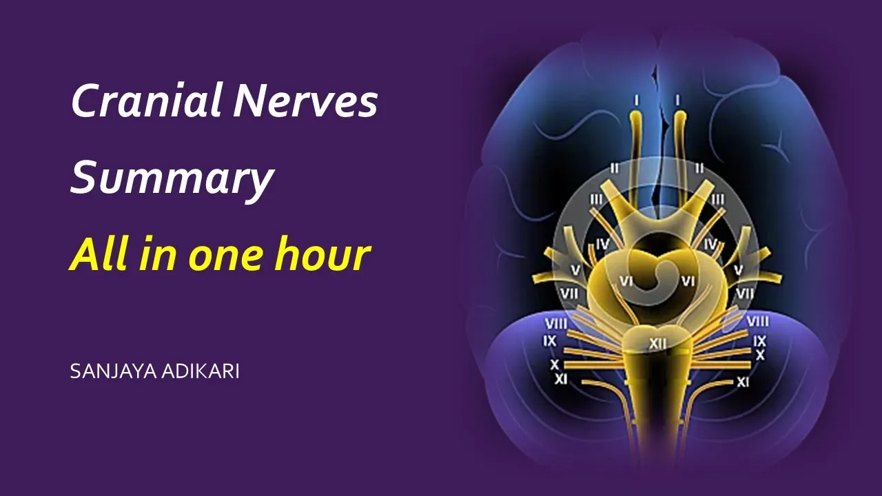 Cranial Nerve Anatomy: Origin, functional components, branches and distribution