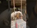 Little Shetland syndrome! #horse #horseriding #equestrian #pony #horselover #stallion #trending