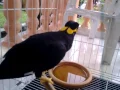 BURUNG AJAIB BERSUARA MANUSIA (MYNA BIRD)