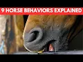 Why Do Horses Do That 9 Horse Behaviors Explained