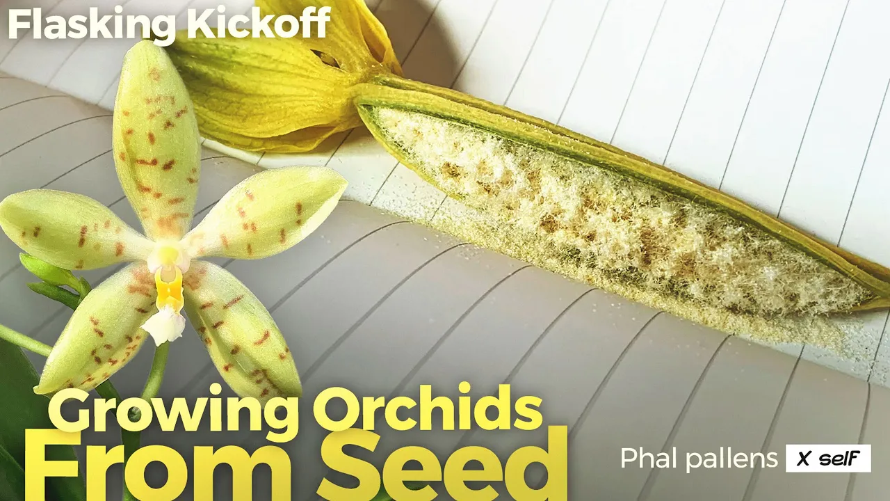 GROWING ORCHIDS FROM SEED (VIDEO 1 OF 3) SOWING DRY SEEDS USING HYDROGEN PEROXIDE & A GLOVEBOX