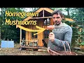 Download Lagu Cosecha de setas caseras en mi cabaña forestal | Preparando una deliciosa cena con verduras de la...