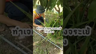 ทำไมต้องล้างยางสีเหลืองออกจากว่านหางจระเข้ก่อนทำเจล